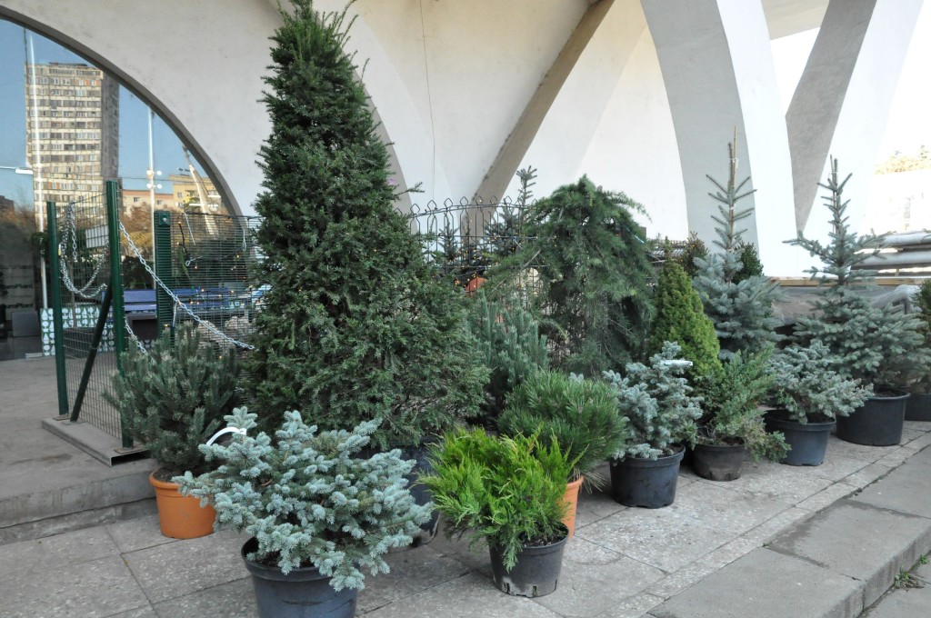 EuroPlant Georgia-ს ქოთანში ჩარგული ნაძვის ხეები 20.12.2014