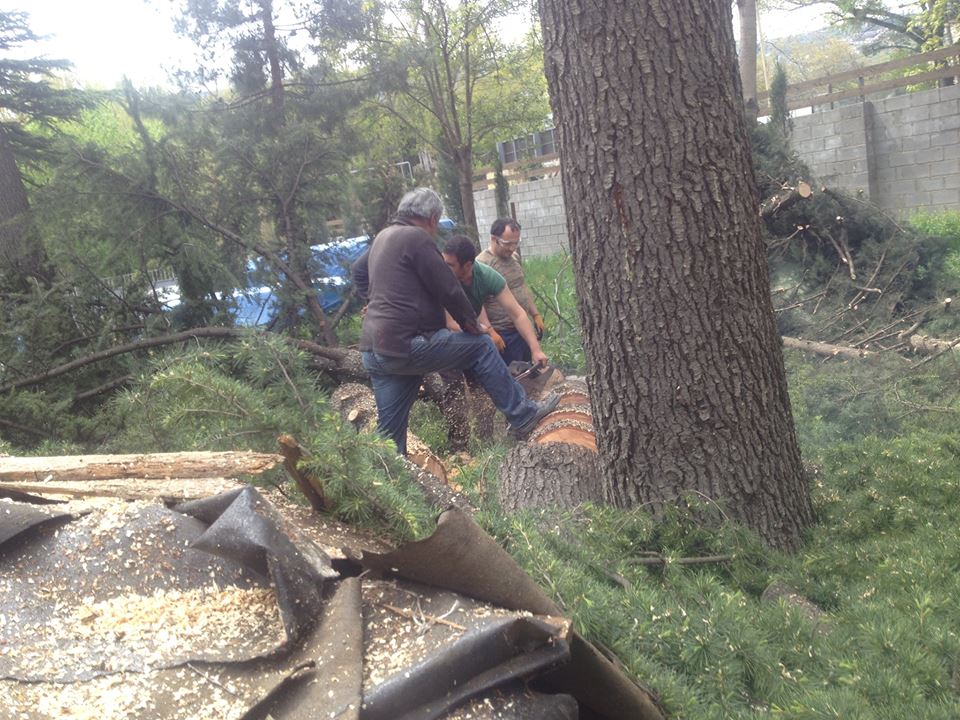 ხეების ჭრა თბილისის იპოდრომზე, არქი ჯგუფი. 27.07.2015 ფოტო: პარტიზანული მებაღეობა