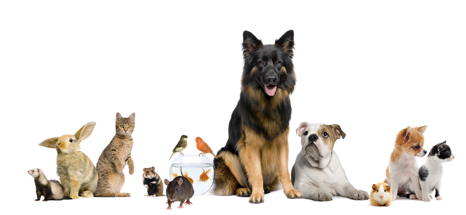 კანონპროექტი “კომპანიონი ცხოველების უფლებების და კეთილდღეობის დასაცავად”