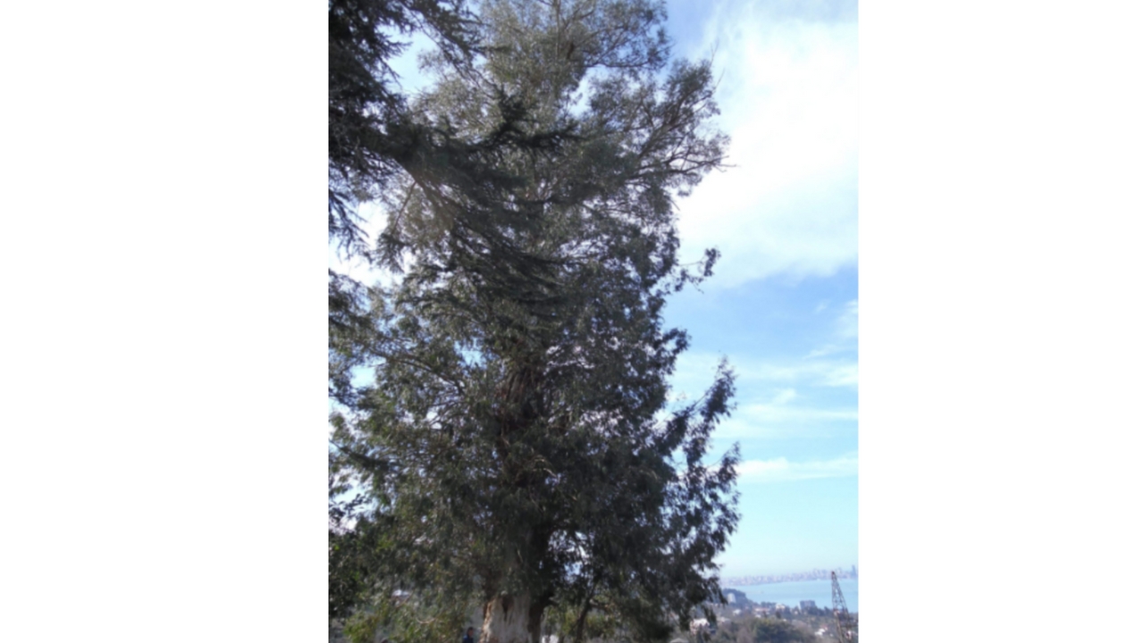 აუქციონზე გატანილი ევკალიპტის ხე ოპოზიციურმა პარტიებმა 20 ათას ლარად იყიდეს