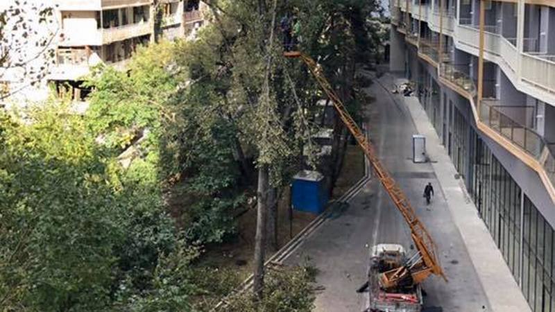 თბილისში, იპოდრომთან, m²-ის კომპლექსთან ხეებს ჭრიან