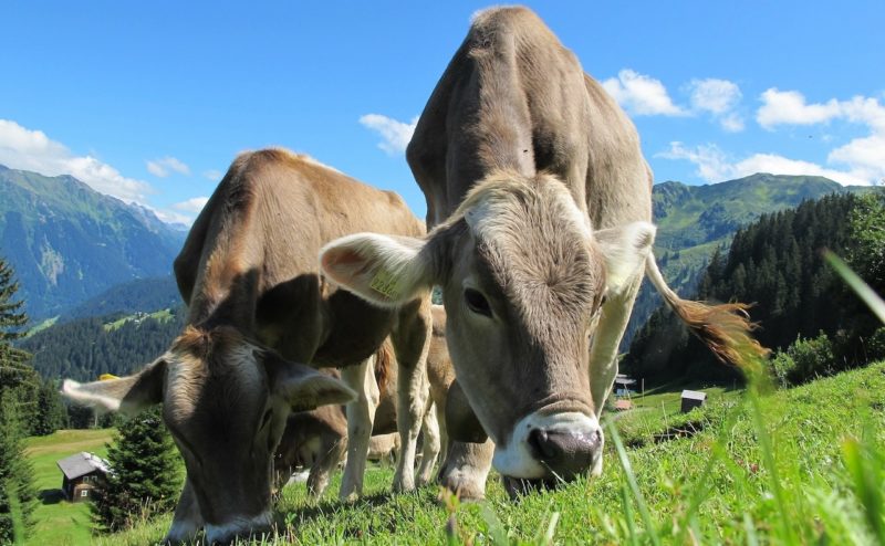 ფერმაში, სადაც 180 ძროხა ჰყავთ, დაავადებაზე ჩივიან – რას ამბობენ სურსათის სააგენტოში
