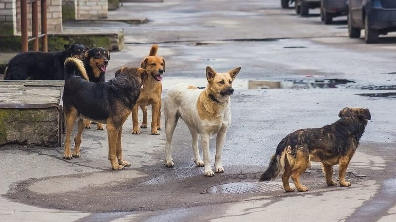 Жители Грузии озабочены проблемой бездомных животных — опрос NDI