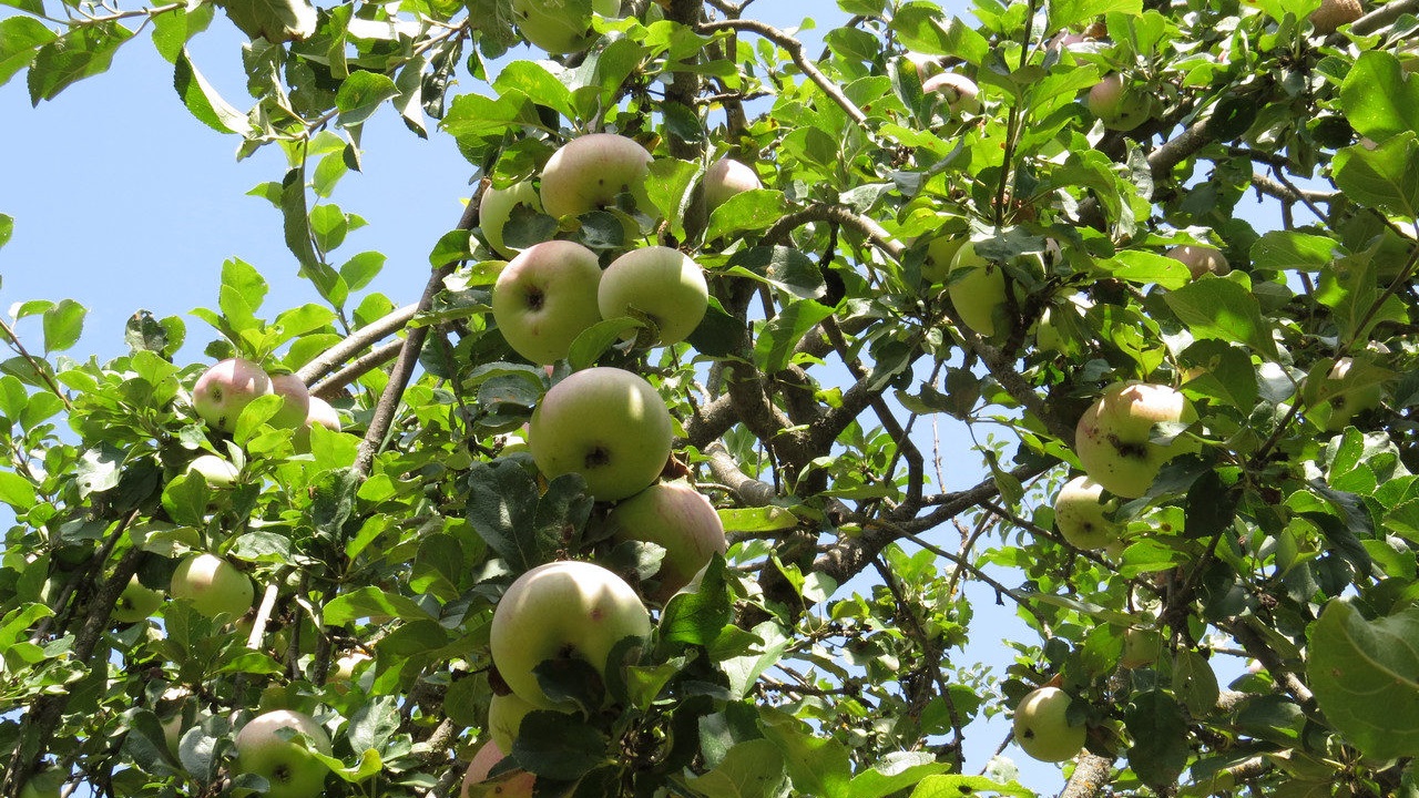 Правительство объявило о «субсидии яблок» до конца года