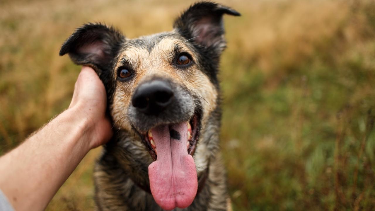 ძაღლებს პატრონის სახლში დაბრუნებისას სიხარულისგან ტირილი შეუძლიათ – კვლევა