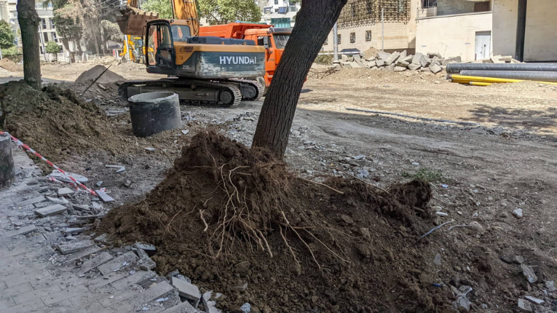 В Мэрии Тбилиси отрицают, что при реабилитации проспекта были повреждены деревья