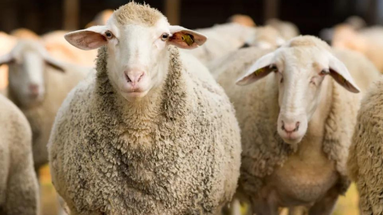В российской Туве семьям мобилизованных раздают овец, муку и капусту