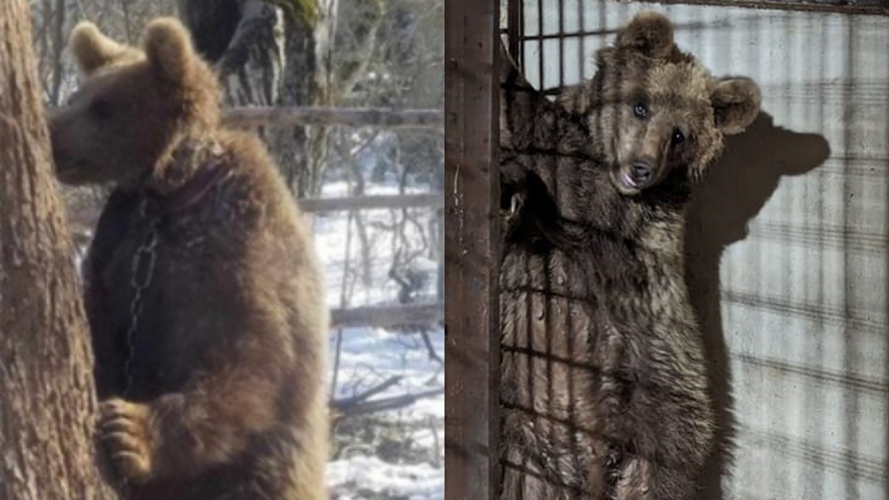 Медведя, которого приковали к дереву в лесу, лечат в Тбилисском зоопарке